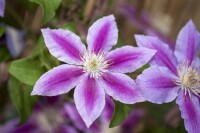 Clematis Hybride Dr. Ruppel 100- 150 cm