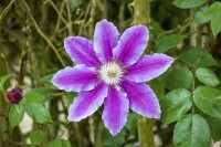 Clematis Hybride Dr. Ruppel 100- 150 cm