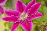 Clematis Hybride Dr. Ruppel 100- 150 cm