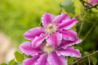 Clematis Hybride Dr. Ruppel 100- 150 cm