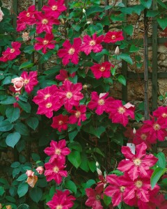 Kletterpflanze Clematis Hybride Ernest Markham im Garten