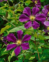 Clematis Hybride Gipsy Queen 60- 100 cm