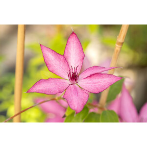 Clematis Hybride Giselle 60- 100 cm