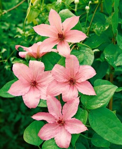 Clematis Hybride Hagley Hybrid 40- 60 cm