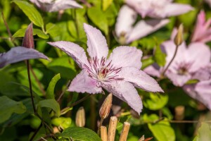 Clematis Hybride Hagley Hybrid 40- 60 cm