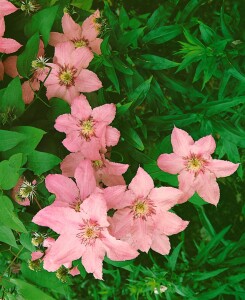 Clematis Hybride Hagley Hybrid 40- 60 cm