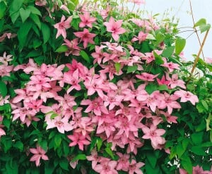 Clematis Hybride Hagley Hybrid 40- 60 cm