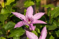 Clematis Hybride Hagley Hybrid 40- 60 cm