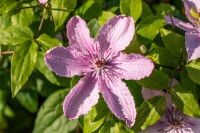 Clematis Hybride Hagley Hybrid 40- 60 cm