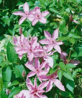 Clematis Hybride Hagley Hybrid 40- 60 cm