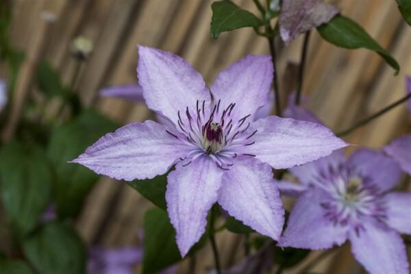 Clematis Hybride Hagley Hybrid 80- 100 cm