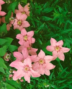 Clematis Hybride Hagley Hybrid 80- 100 cm