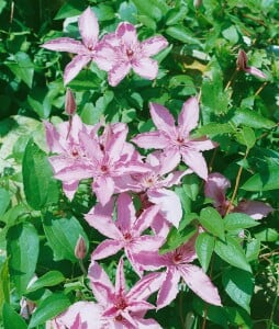 Clematis Hybride Hagley Hybrid 100- 150 cm