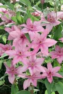 Clematis Hybride Hagley Hybrid 100- 150 cm