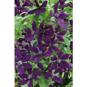 Clematis Hybride Honora 2L 40-  60