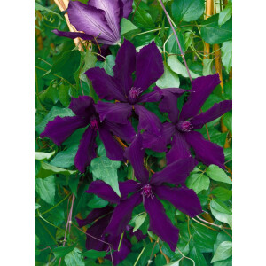 Clematis Hybride Honora 2L 40-  60