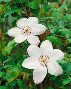 Clematis Hybride John Paul II 40- 60 cm