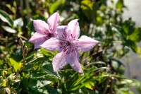 Kletterpflanze Clematis John Paul II im Garten