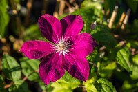 Kletterpflanze Clematis Kardinal Wyszynski