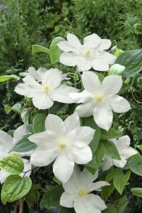 Clematis Hybride Madame Le Coultre 40- 60 cm