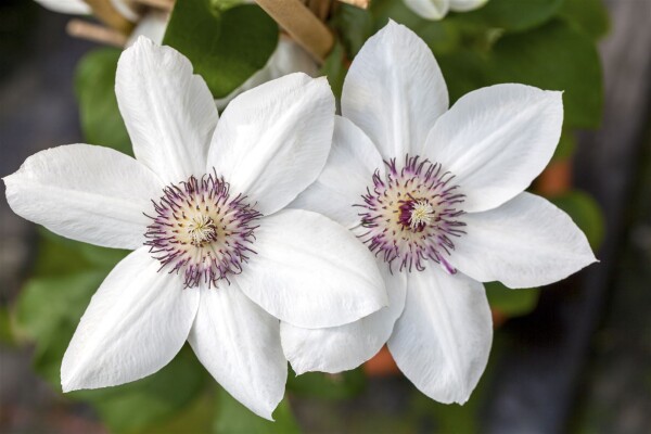 Clematis Hybride Miss Bateman 80- 100 cm