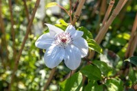 Clematis Hybride Miss Bateman 80- 100 cm