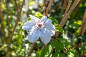 Clematis Hybride Miss Bateman 60- 100 cm