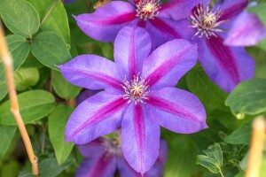 Clematis Hybride Mrs.N.Thompson 40- 60 cm