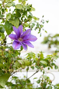 Clematis Hybride Mrs.N.Thompson 40- 60 cm