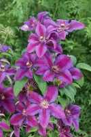 Clematis Hybride Mrs.N.Thompson 40- 60 cm