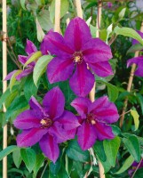 Clematis Hybride Mrs.N.Thompson 40- 60 cm