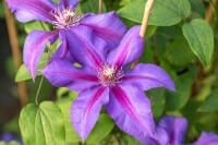 Clematis Hybride Mrs.N.Thompson 40- 60 cm