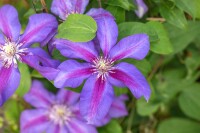 Clematis Hybride Mrs.N.Thompson 40- 60 cm