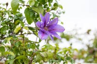 Clematis Hybride Mrs.N.Thompson 40- 60 cm