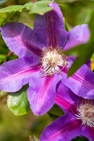 Clematis Hybride Mrs.N.Thompson 40- 60 cm