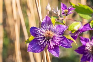 Clematis Hybride Multi Blue 40- 60 cm