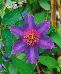 Clematis Hybride Multi Blue 40- 60 cm