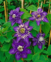 Clematis Hybride Multi Blue 40- 60 cm