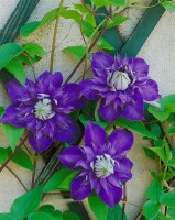 Clematis Hybride Multi Blue 40- 60 cm