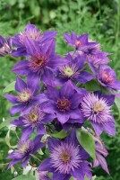 Clematis Hybride Multi Blue 40- 60 cm