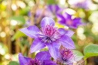 Clematis Hybride Multi Blue 40- 60 cm