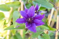 Clematis Hybride Multi Blue 40- 60 cm