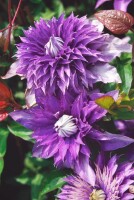 Clematis Hybride Multi Blue 40- 60 cm