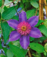 Clematis Hybride Multi Blue 40- 60 cm