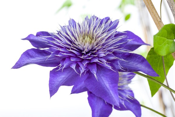 Clematis Hybride Multi Blue 80- 100 cm