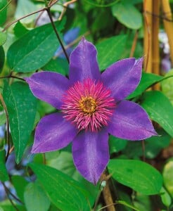 Clematis Hybride Multi Blue 100- 150 cm