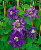 Clematis Hybride Multi Blue 100- 150 cm