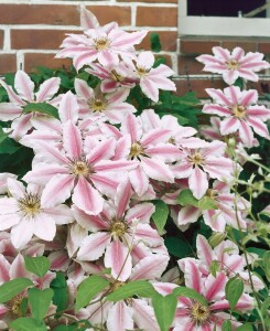 Clematis Hybride Nelly Moser 40- 60 cm