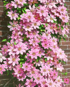 Clematis Hybride Nelly Moser 40- 60 cm