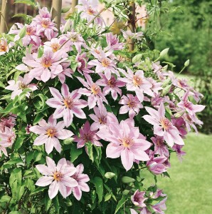 Clematis Hybride Nelly Moser 40- 60 cm